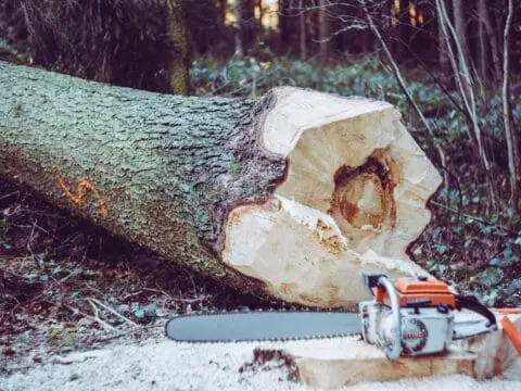 A felled tree with a chainsaw in the foreground