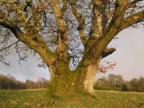 A large oak tree in a field