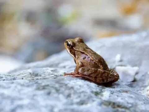 A common frog on a stone