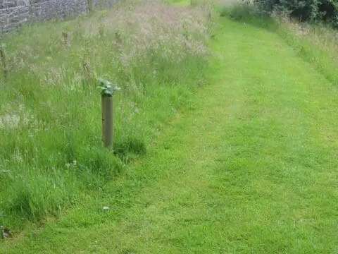 A tree planted into grass