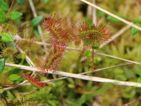 Sundew growing on a bog