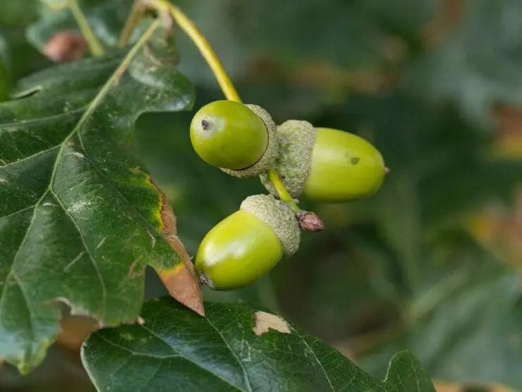 Acorns on an oak tree