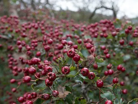 Ripe hawthorn berries in October