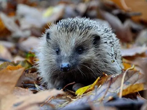 A hedgehog amongst leaf litter