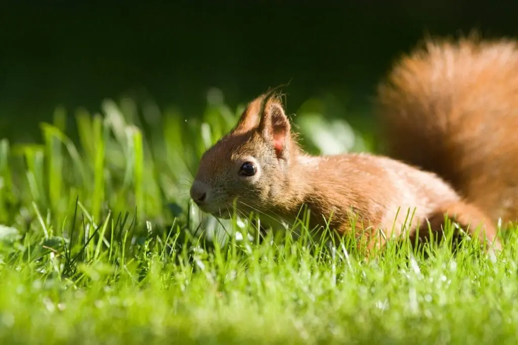 A red squirrel on the ground
