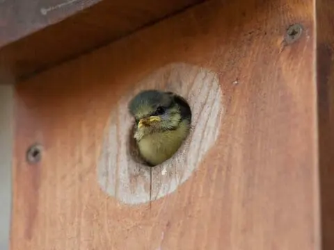 A baby blue tit emerging from a nestbox