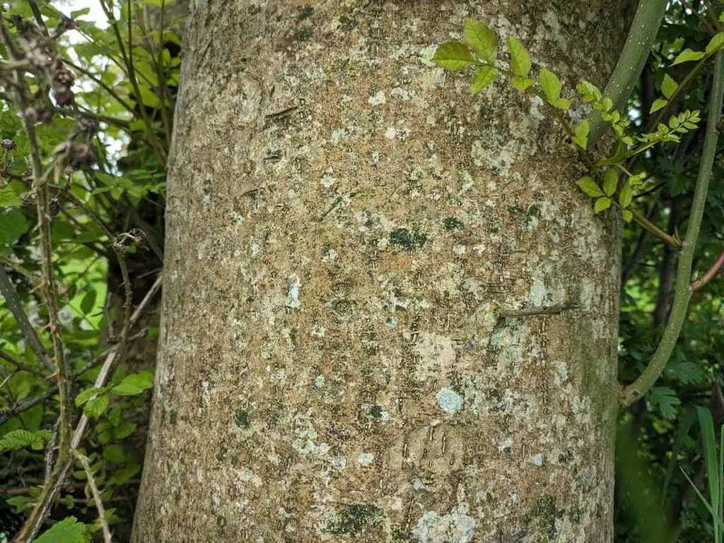 The bark of an ash tree