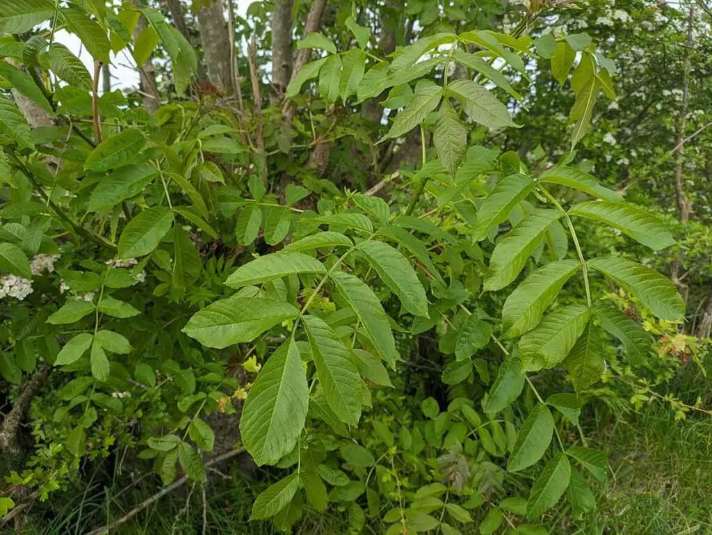 Fresh ash leaves on a tree in spring