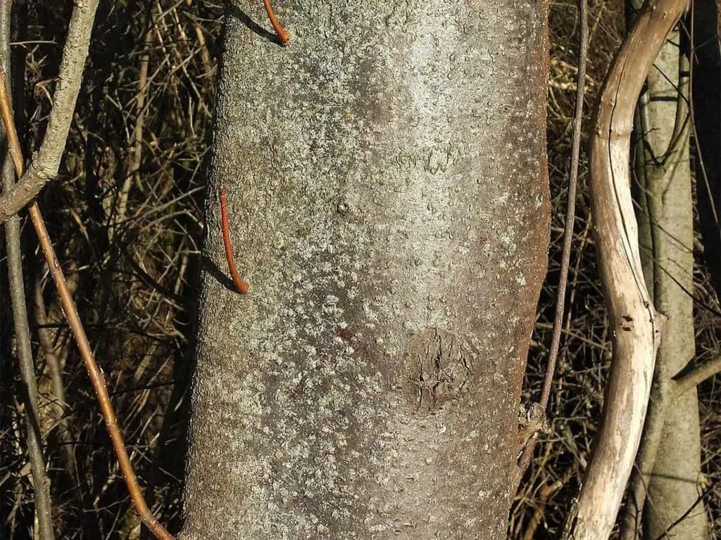 The bark of a bird cherry