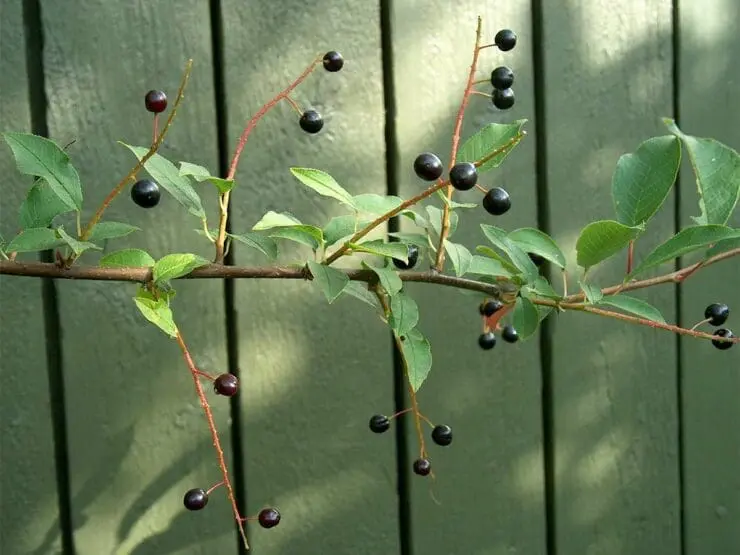 Bird cherry fruits