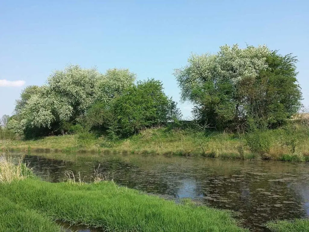 Bird cherry growing by a river