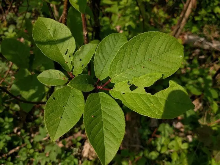 Bird cherry leaves