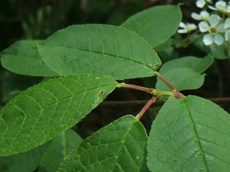 Bird cherry leaf glands