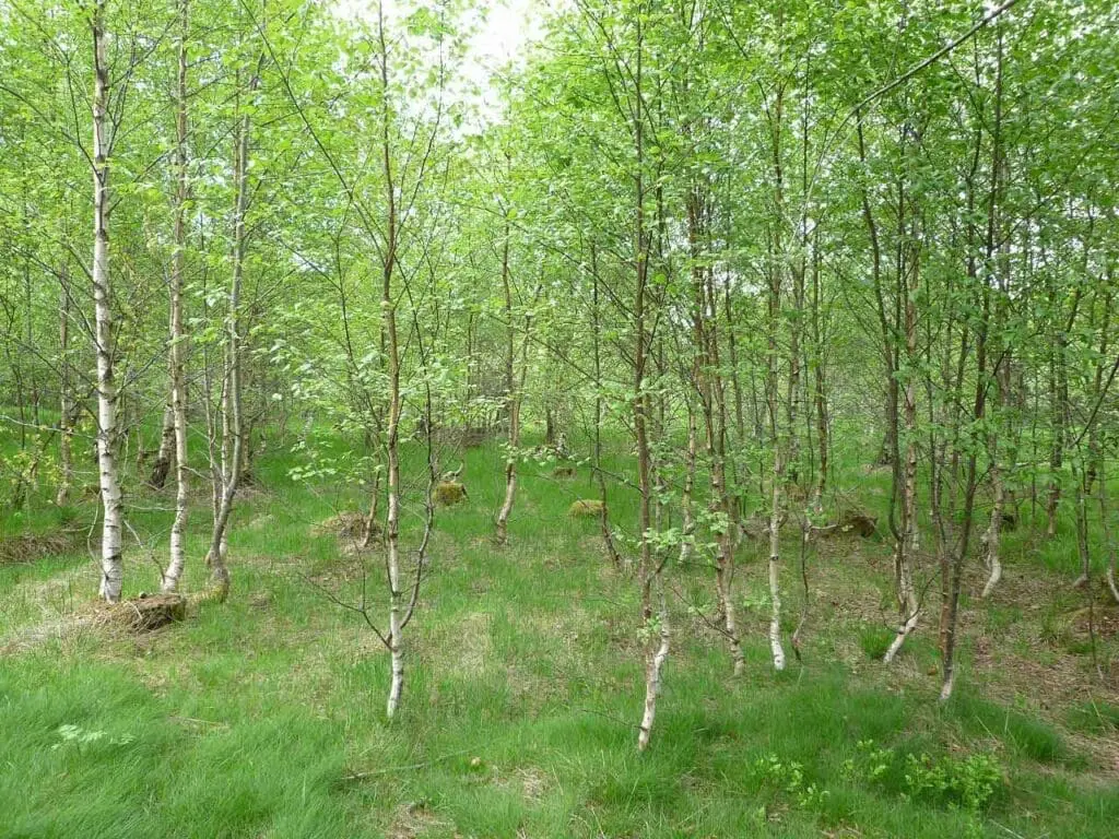 A stand of young downy birch trees with short grass below them