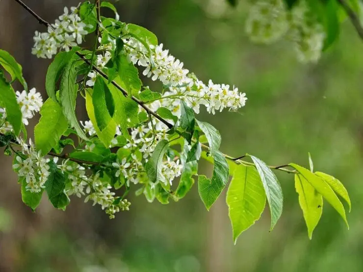 Bird cherry flowers