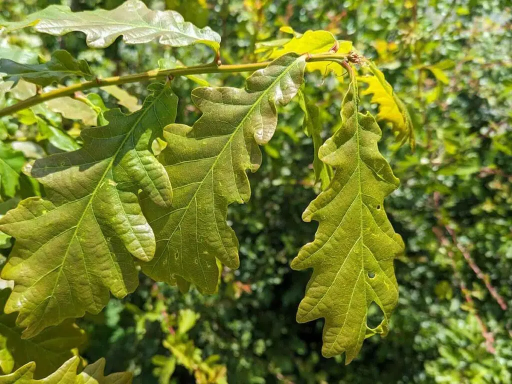 Young Sessile Oak leaves in late May