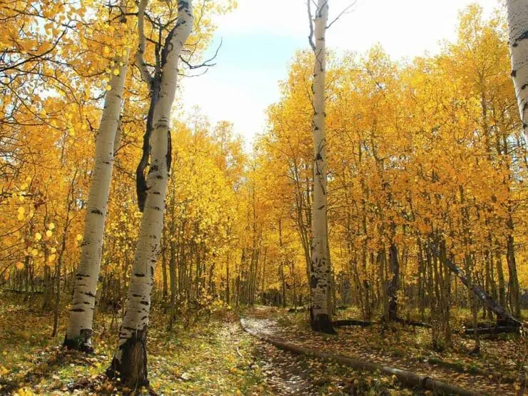 A stand of aspen trees displaying yellow leaves in the autumn