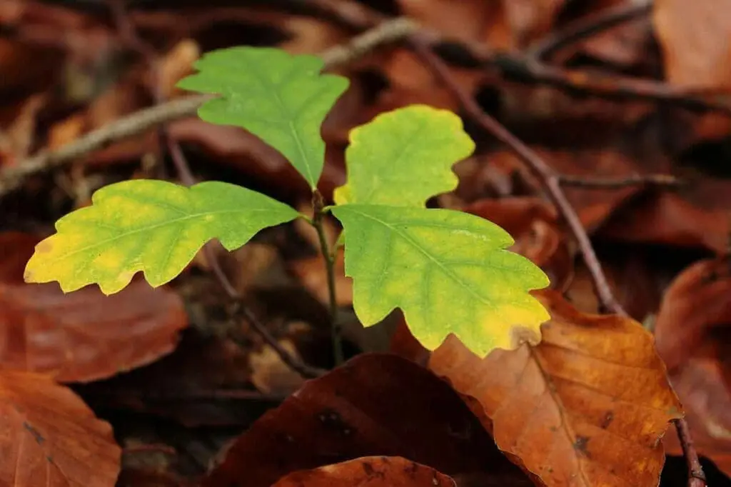 Sessile oak seedling