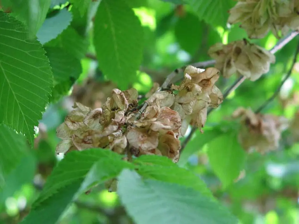 Wych elm seed ready to be dispersed by the wind