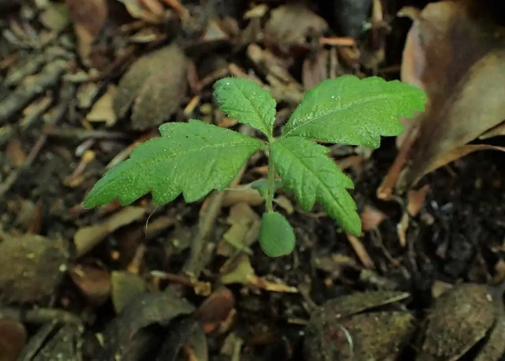 Wych elm seedling