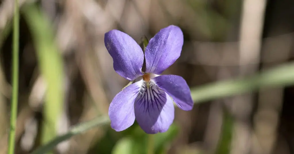 Dog-violet flower