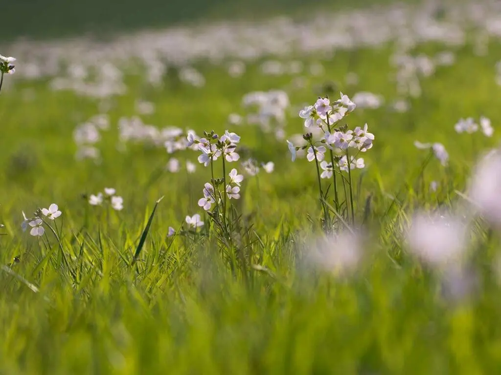 A field full of cuckooflowers in bloom in spring