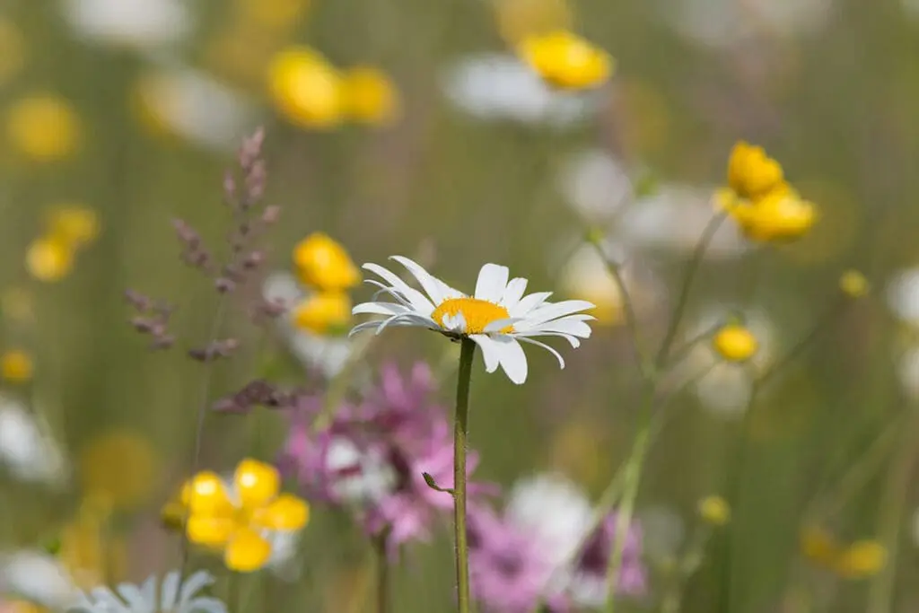 An ox-eye daisy flower in a meadow