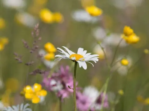 A single ox-eye daisy flower in focus with other meadow flowers and grasses behind it