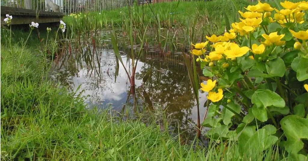 Marsh marigold flowering at the edge of a pond
