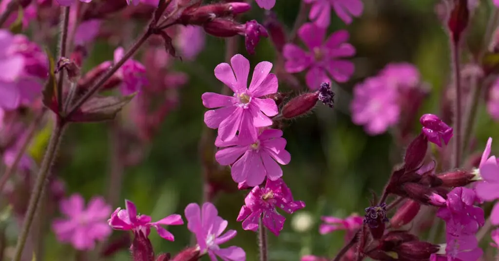 Red campion flowers