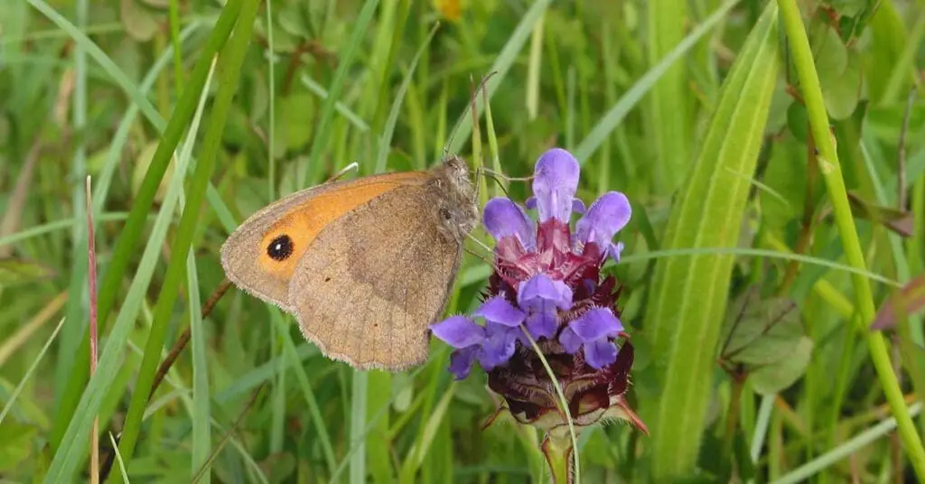 Self-heal flower with a feeding meadow brown butterfly