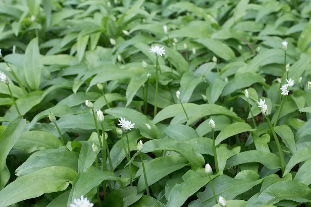 Wild garlic leaves with emerging flowers in spring
