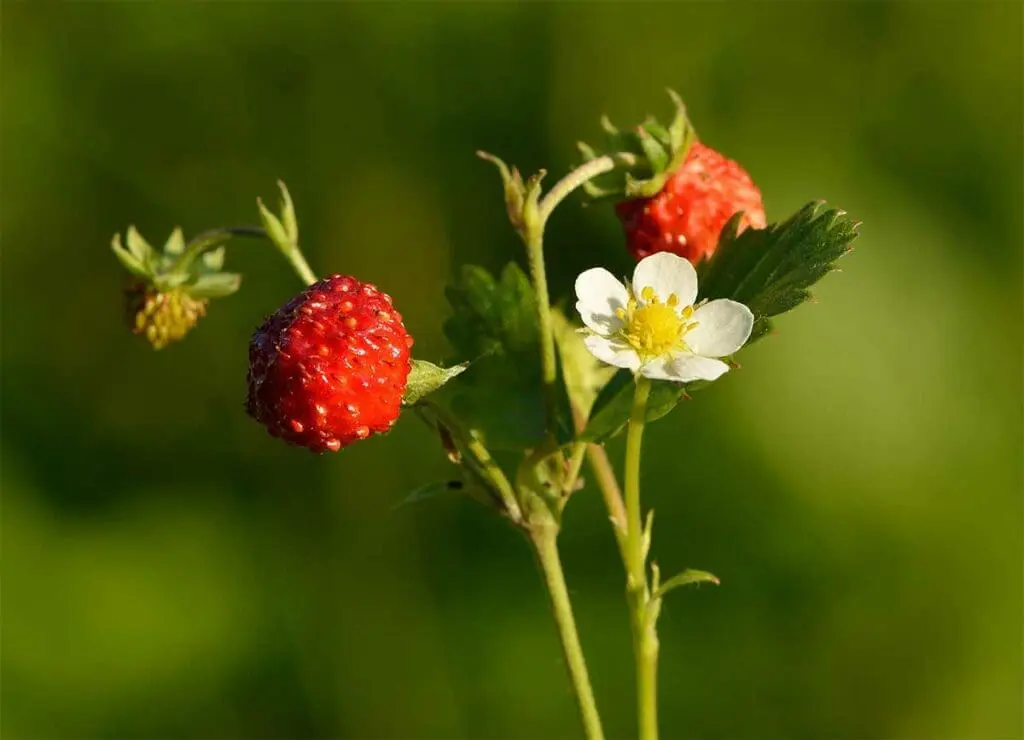 Wild strawberry flower and fruits on the same plant