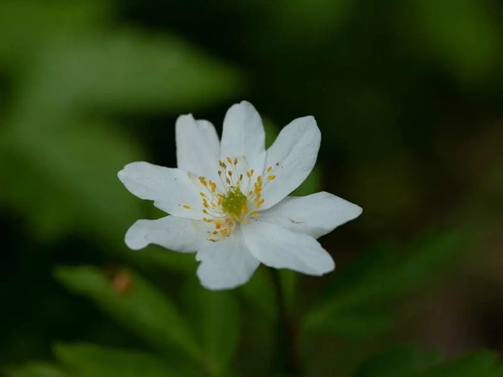 A wood anemone flower