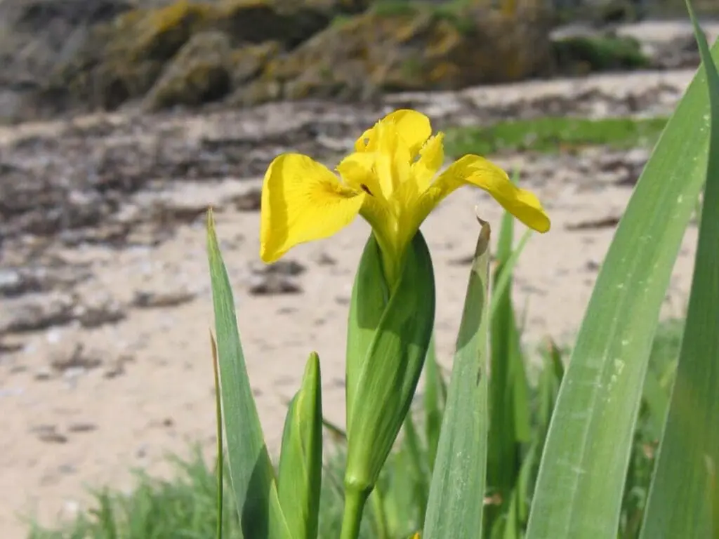 A yellow flag flowering close to a beach