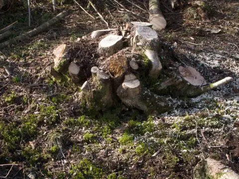 A coppiced hazel stool