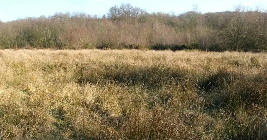 Purple moor grass and rush pasture with encroaching scrub