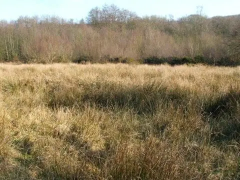 Purple moor grass and rush pasture with encroaching scrub