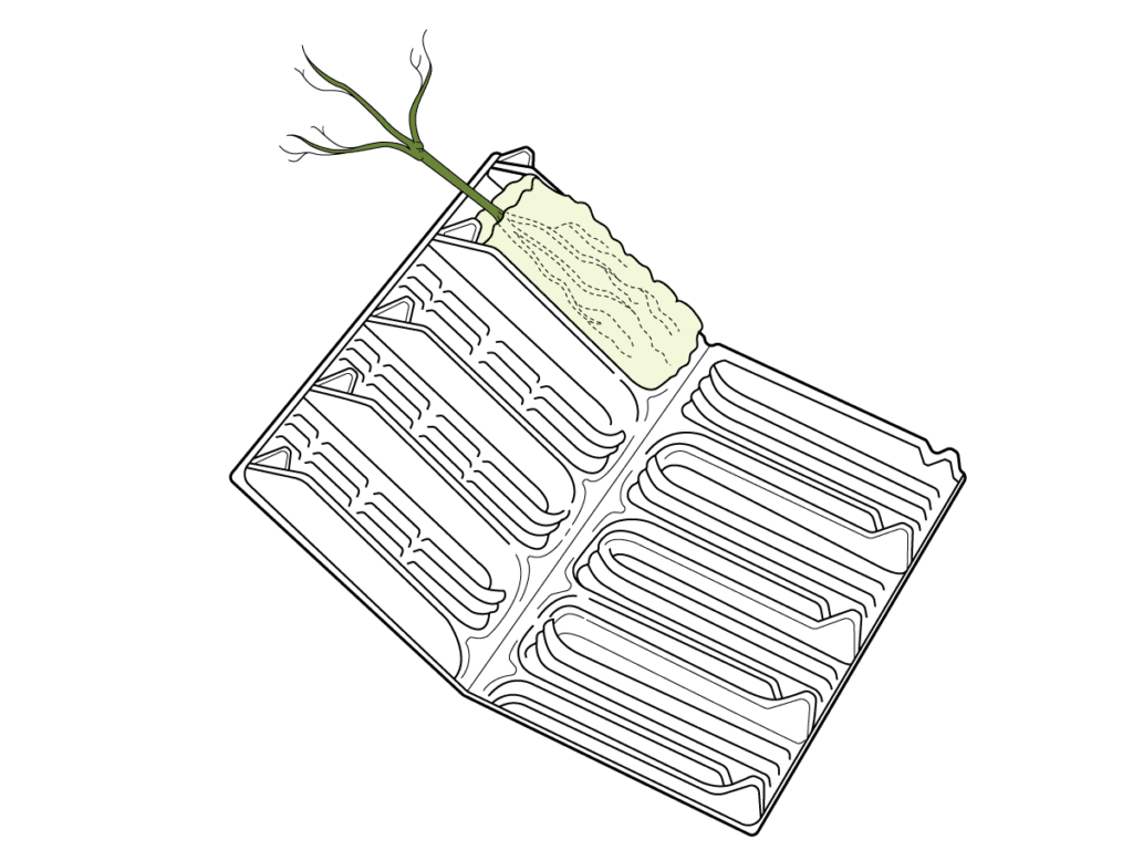 An illustration of an open rootrainer with a single tree