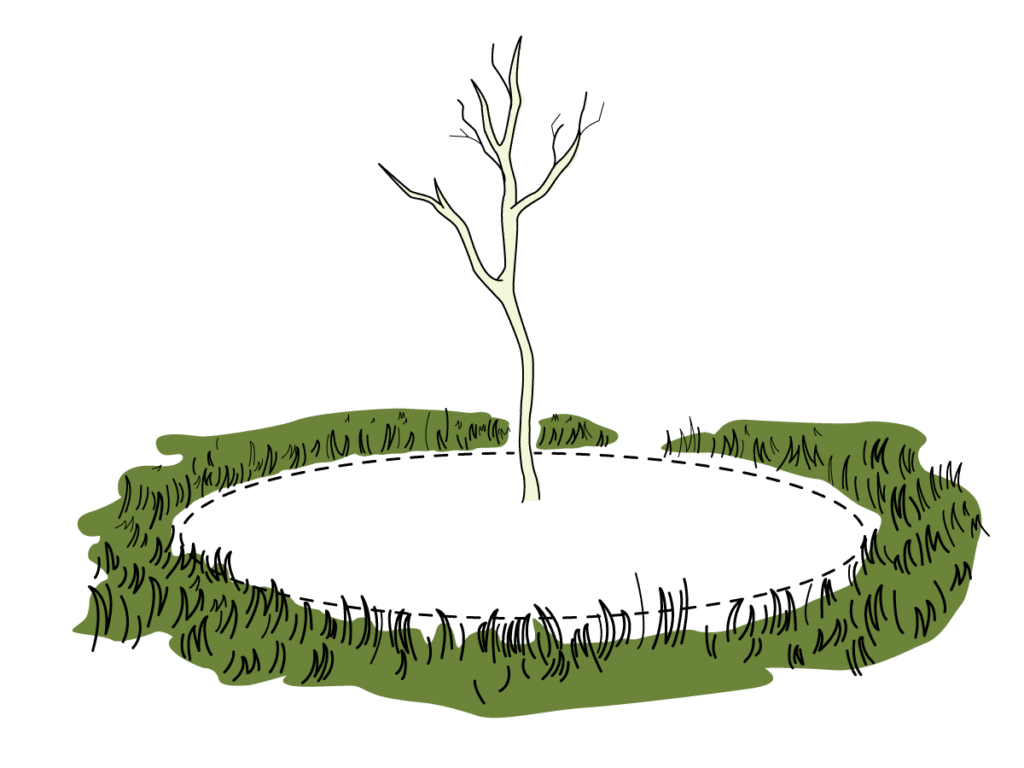 An illustration showing a newly planted tree with a one metre diameter weed-free space around it