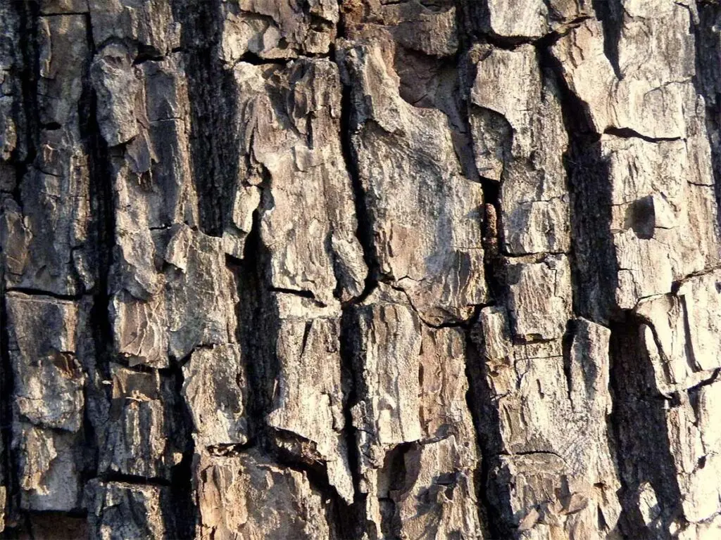 Bark of a field maple tree