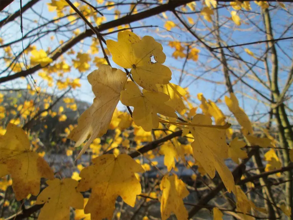Field maple leaves showing yellow colour in autumn