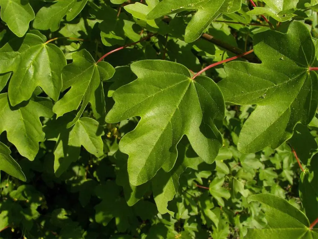 Field maple leaves