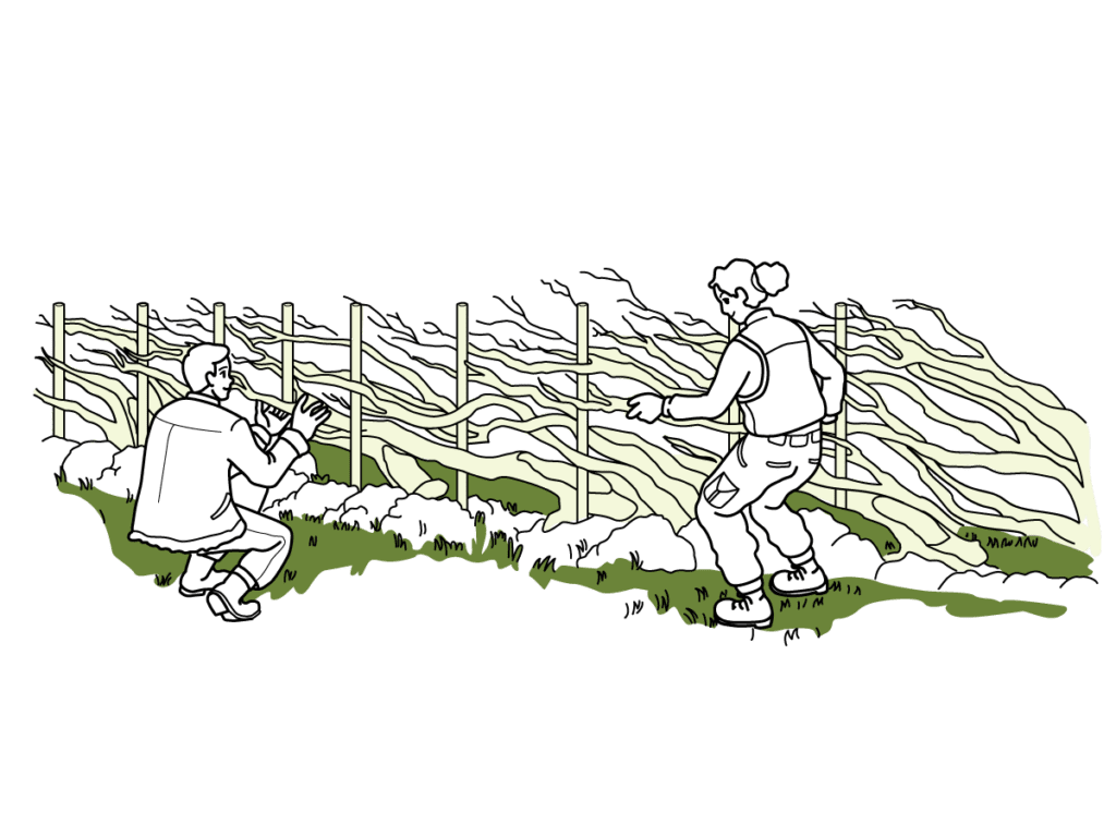 A graphic showing a hedge being laid