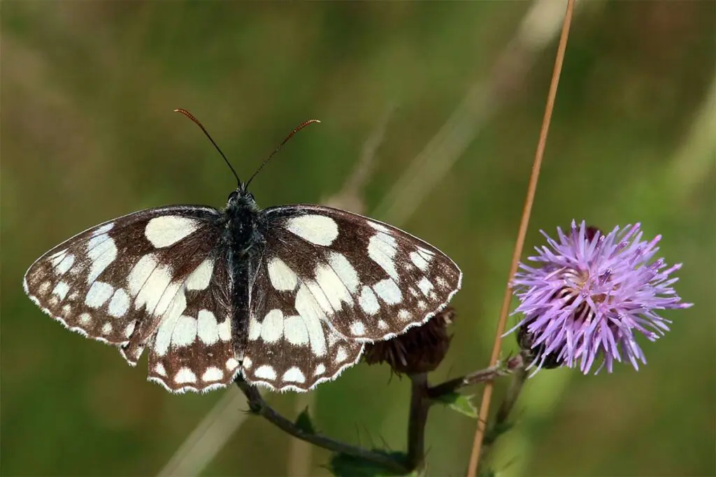 A marbled white butterfly
