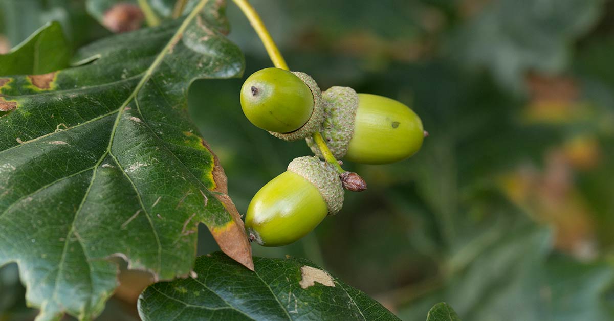 Mature pedunculate oak acorns on the tree