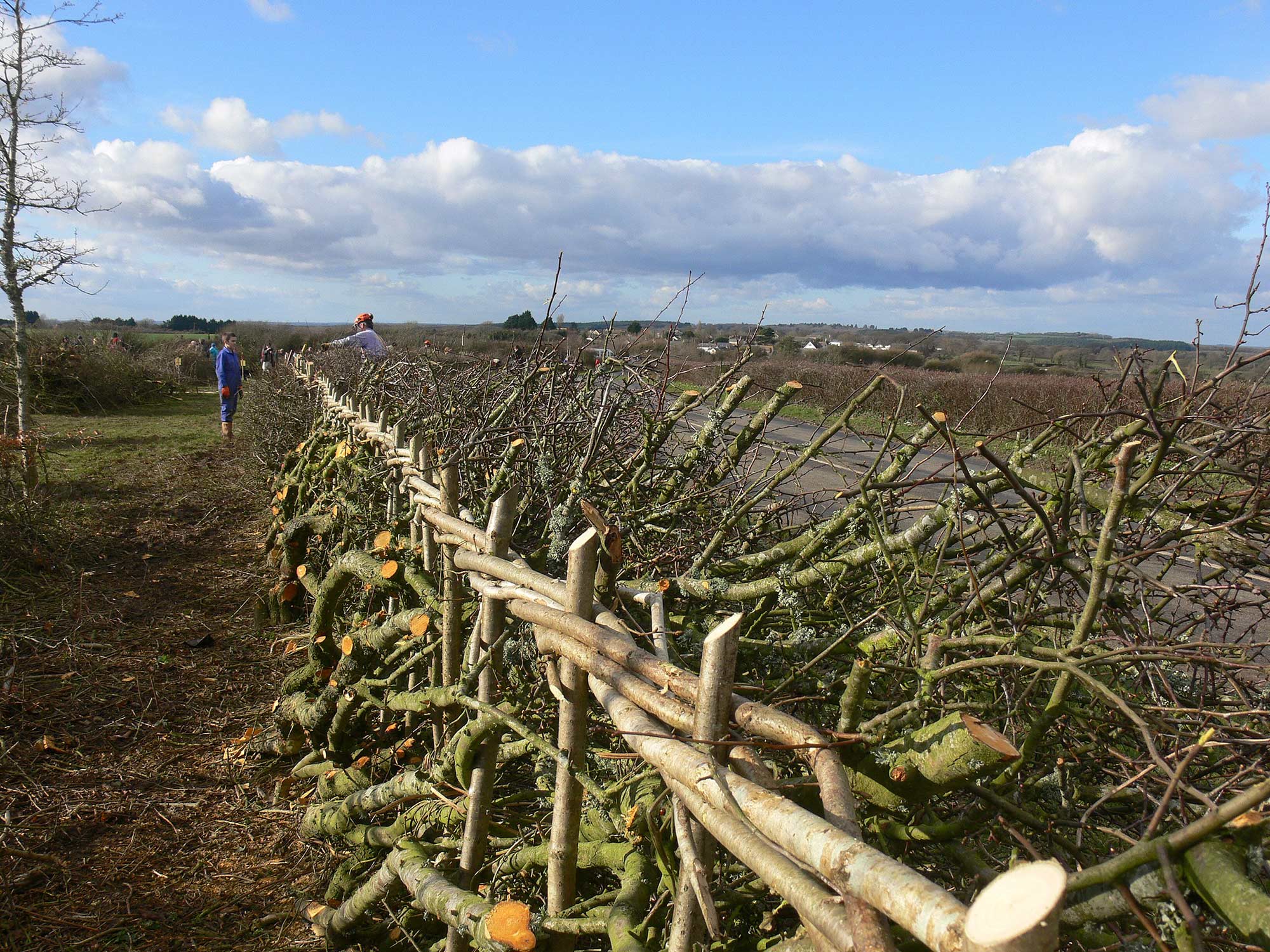 Hedge laid in the South of England style