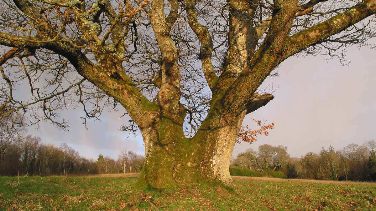 A large oak tree in a field