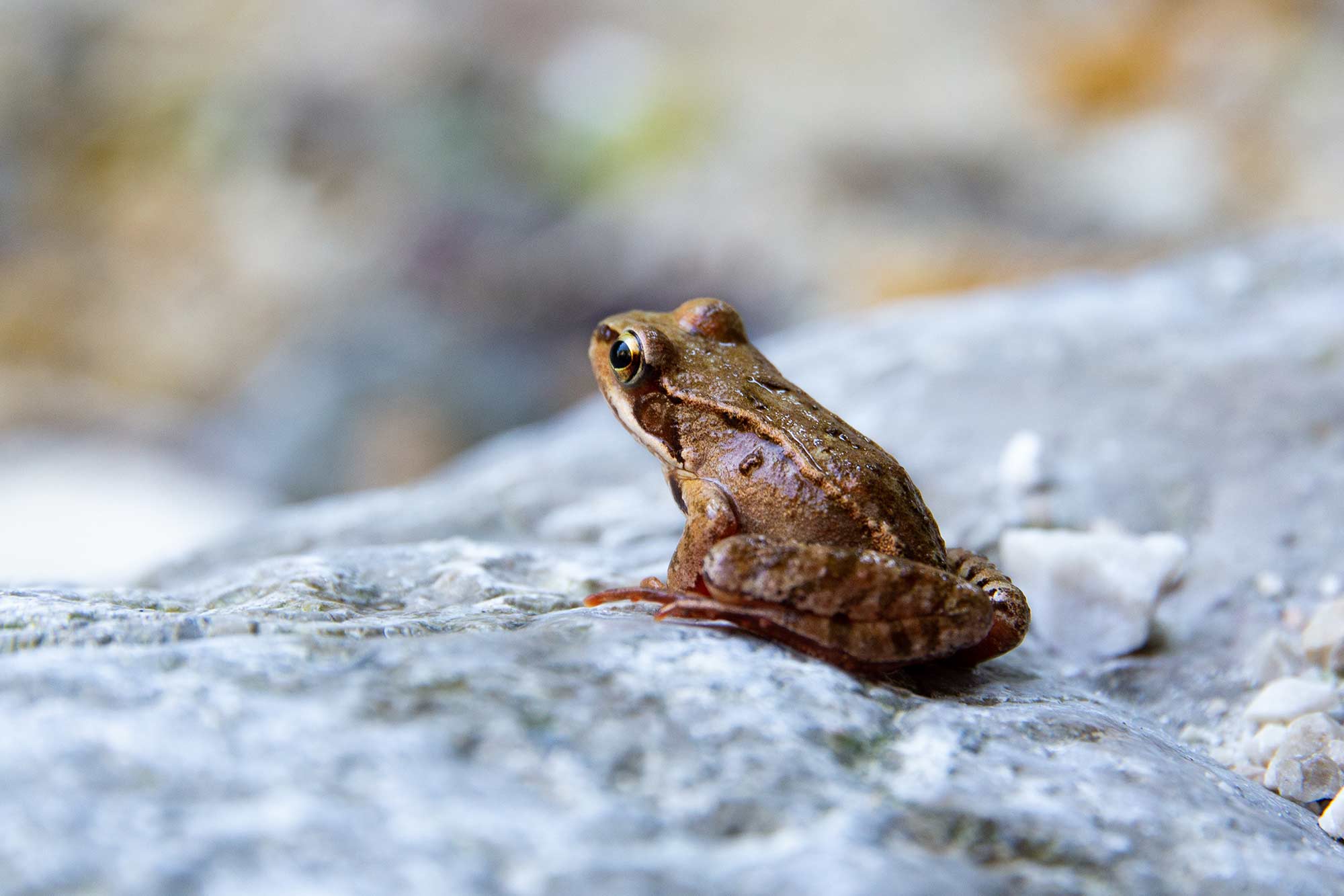 A common frog on a stone