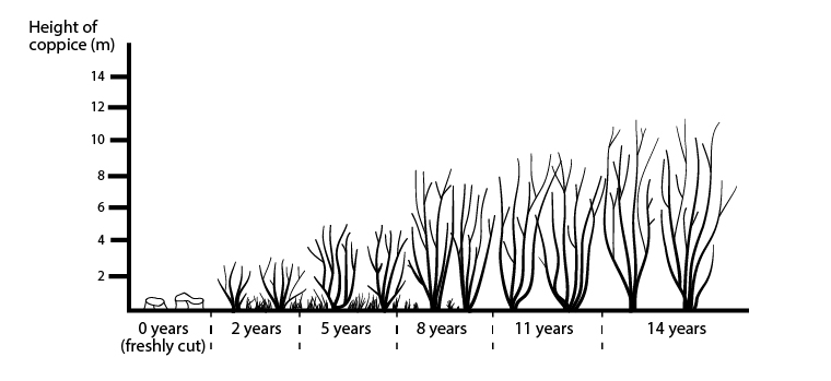 An illustration showing the growth of coppice hazel over 14 years